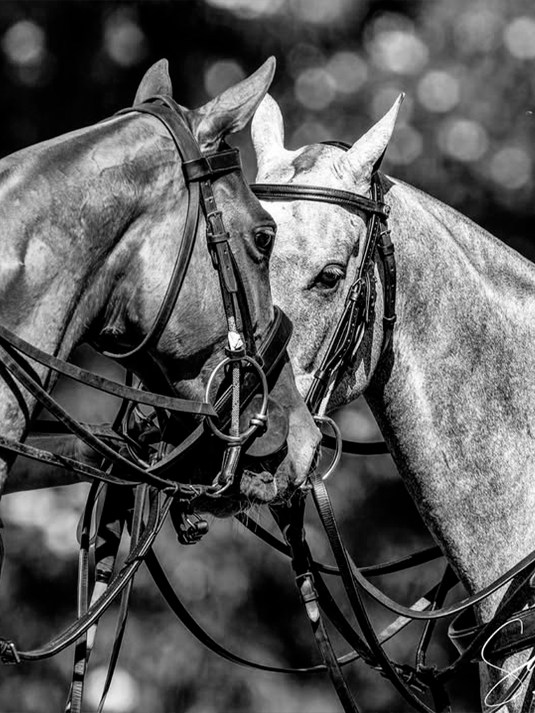 Fotografía de dos caballos en blanco y negro
