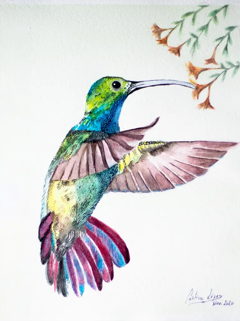 Dibujo de un colibrí con acuarela y bolígrafo.